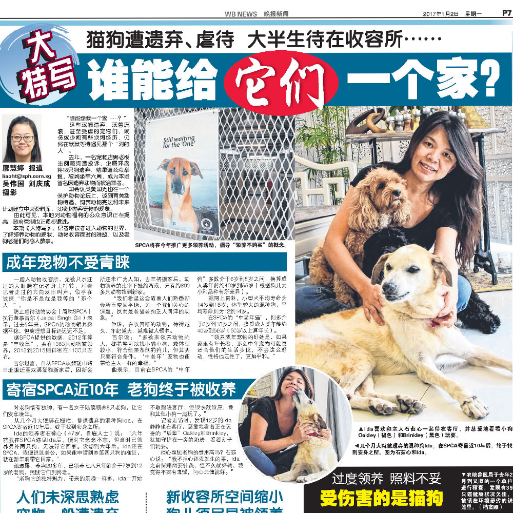 Lianhe Wanbao animal adoption feature