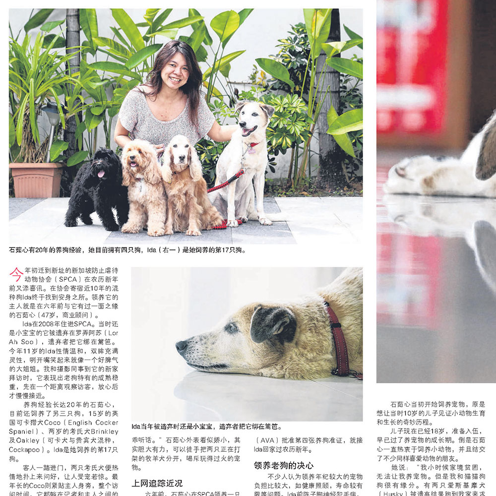 Lianhe Zaobao story about adopting an older dog